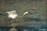 Aigrette garzette